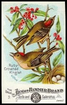 9 Ruby Crowned Kinglet